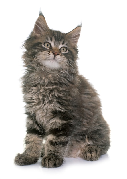 maine coon gatito