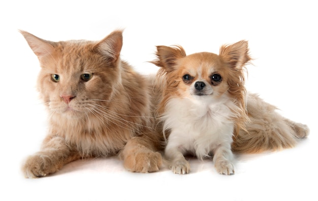 maine coon gato y chihuahua