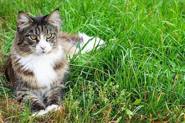 Maine coon gato encontra-se em um gramado verde