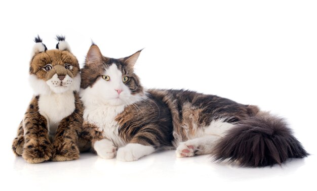 Maine coon gato y peluche