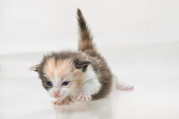 Maine Coon gato