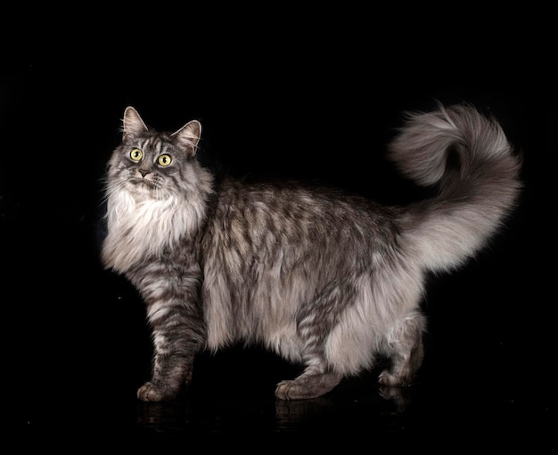 Maine Coon gato