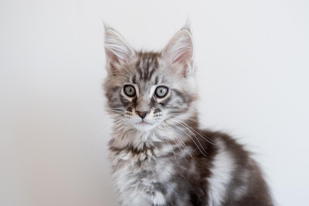 Foto maine coon kätzchen auf beigem hintergrund rassekatze ist ein haustier