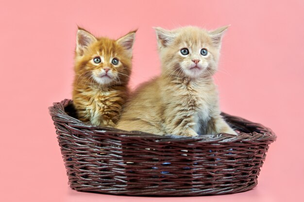 Maine Coon Kätzchen in Korb, rot und creme