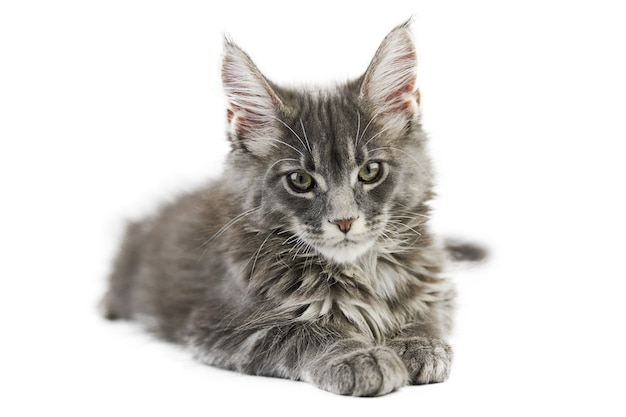 Maine Coon Kätzchen, isoliert. Nette Maine-Waschbärkatze auf weißem Hintergrund. Kleine lustige reinrassige Katze, graue Farbe. Studio-Shooting, ausgeschnitten für Design oder Werbung.