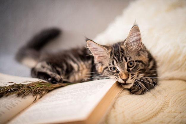 Maine Coon Kätzchen liegt auf einem weichen Strickpullover und kaut in gemütlicher Atmosphäre auf einem Buch