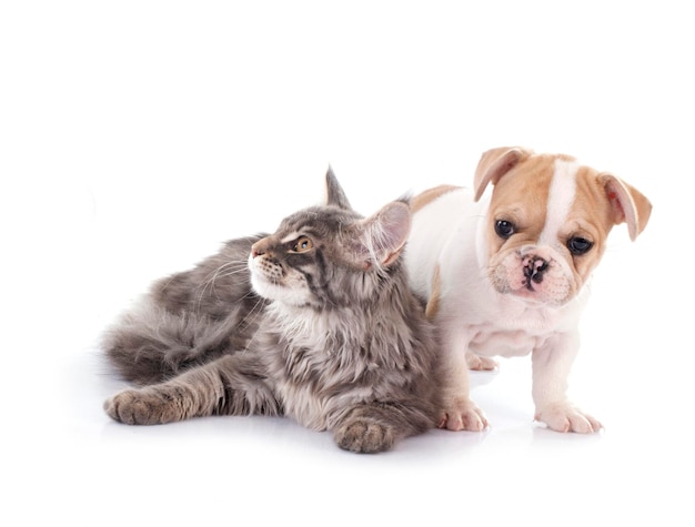 Maine Coon Kätzchen Papagei und französischer Bulldogge