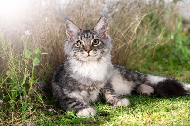 Foto maine coon kätzchen