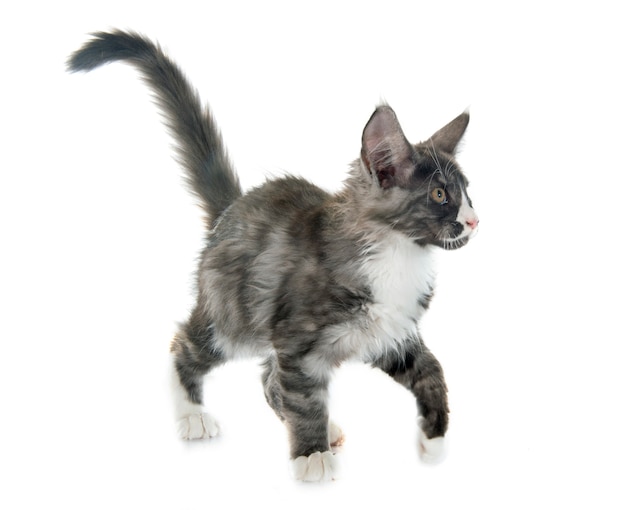 Maine Coon Kätzchen
