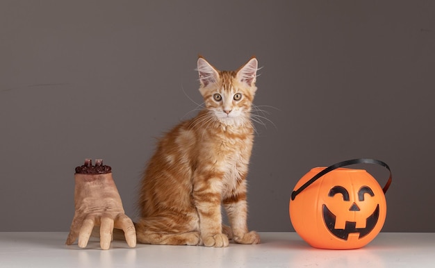 Maine Coon-Katze an Halloween mit einer Hand und einem Plastikkürbis