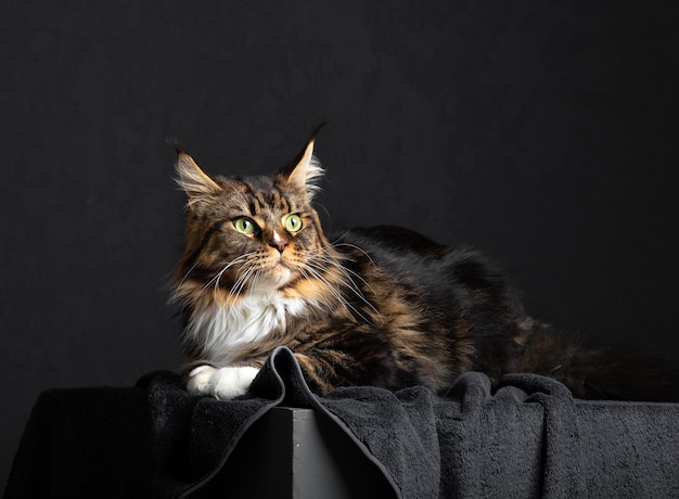 Maine Coon-Katze auf dunklem Hintergrund