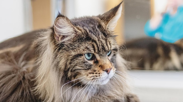 Maine-Coon-Katze, die nach dem Waschen bei professionellem Pflegedienst in die Kamera schaut