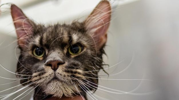 Maine-Coon-Katze, die nach dem Waschen bei professionellem Pflegedienst in die Kamera schaut