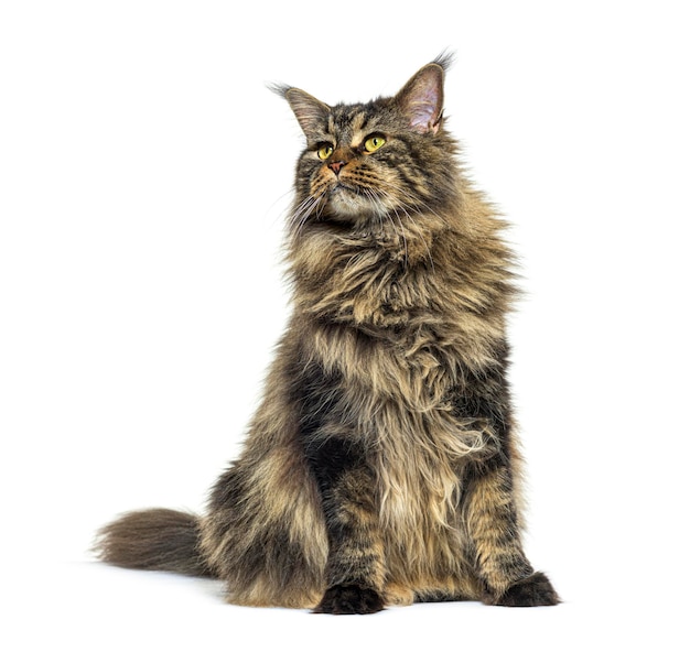 Maine-Coon-Katze, die vorne sitzt und isoliert nach oben schaut