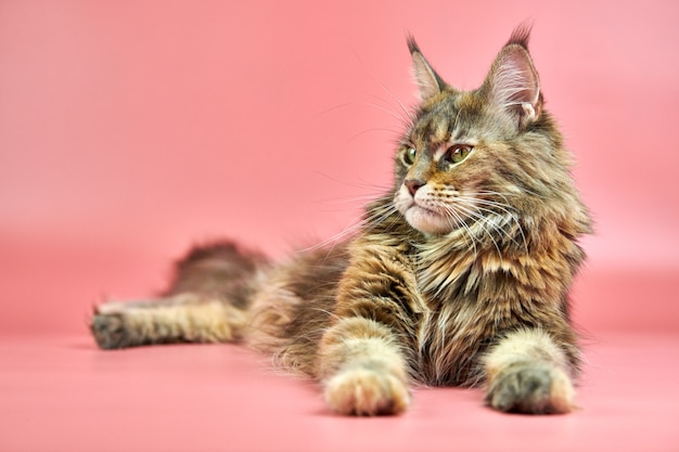 Maine Coon Katze isoliert auf rosa