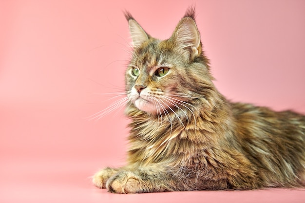 Maine Coon Katze isoliert auf rosa