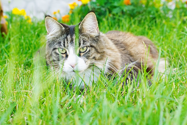 Maine Coon-Katze liegt auf grünen Rasenflächen