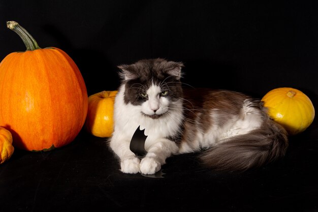 Maine Coon Katze neben Kürbissen