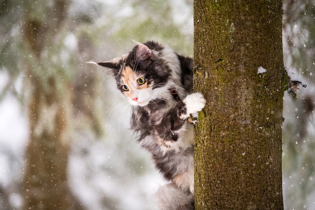 Maine Coon Katze polychrom klettert im Winter im verschneiten Wald auf einen Baum