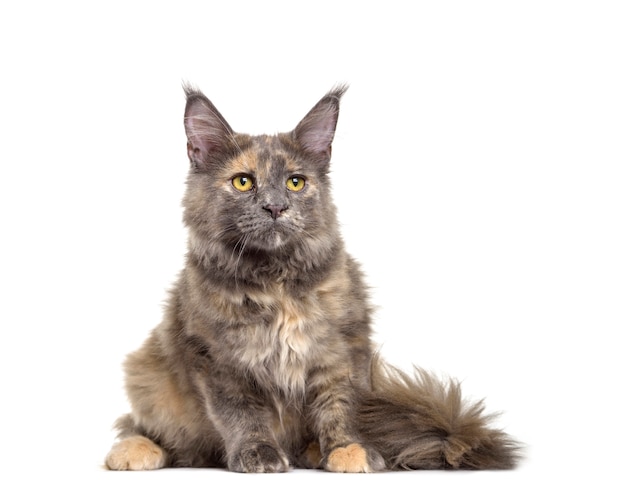 Maine Coon Katze sitzen