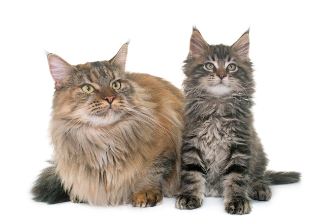 Maine Coon Katze und Kätzchen