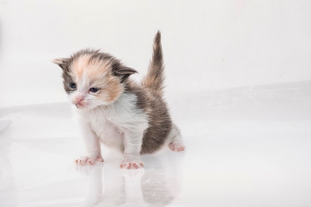 Maine-Coon-Katze