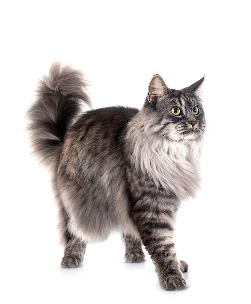 Maine-Coon-Katze