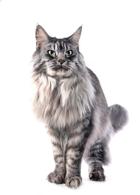 Maine-Coon-Katze