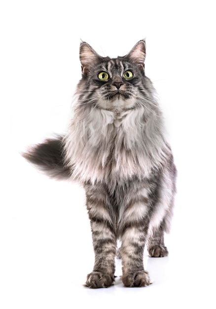 Maine-Coon-Katze