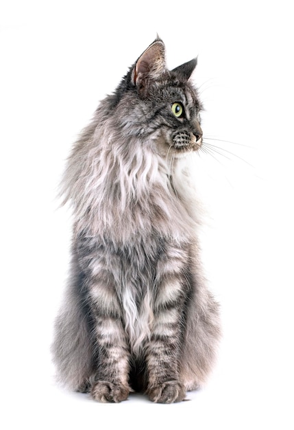 Foto maine-coon-katze