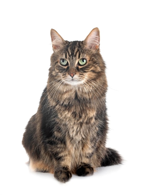 Maine-Coon-Katze