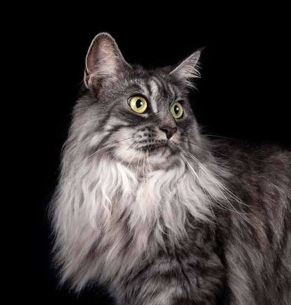 Maine-Coon-Katze