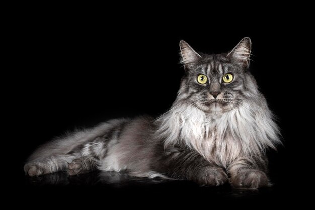 Maine-Coon-Katze