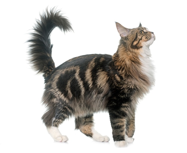 Maine Coon Katze