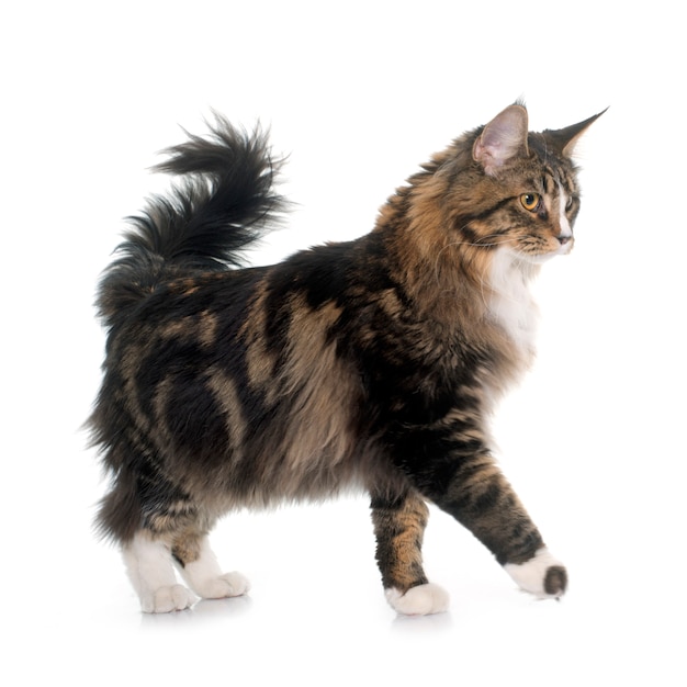 Maine Coon Katze