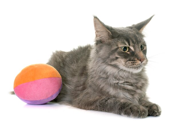 Maine Coon Katze