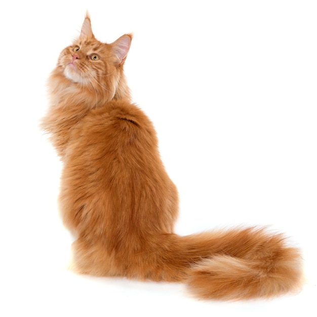 Maine Coon Katze