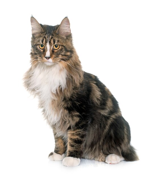 Maine Coon Katze