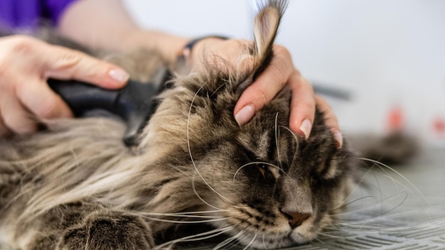 Maine Coon Katzenbürsten und Haarschnitt von einem professionellen Groomer