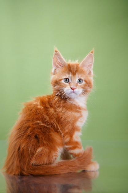 Maine Coon Kitten em um retrato de gato de fundo azul em estúdio