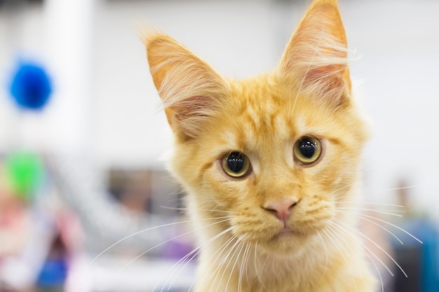 Maine Coon rotes Kätzchen