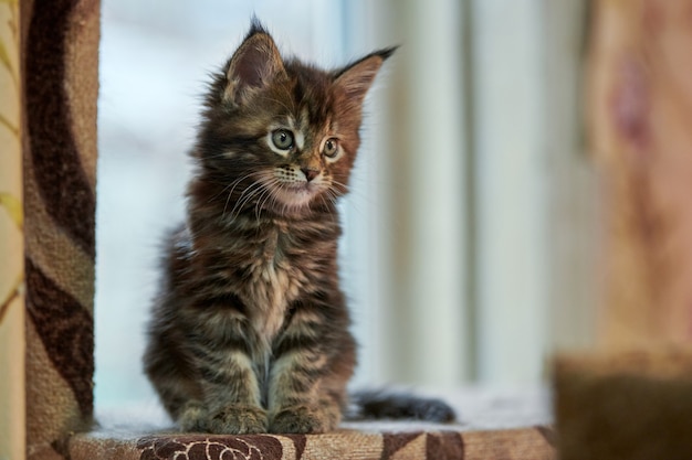 Maine Coon Schildpatt Kätzchen