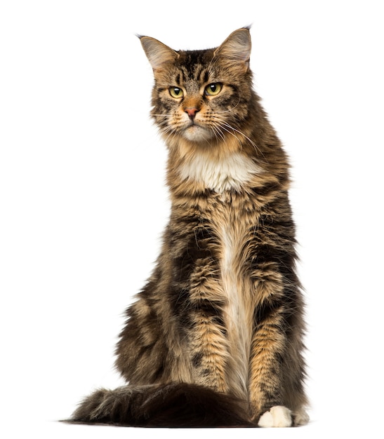 Maine coon sentado e olhando para longe