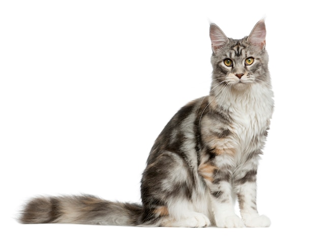 Maine Coon sentado frente a una pared blanca