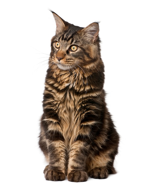 Maine Coon, sitzend, Studioaufnahme