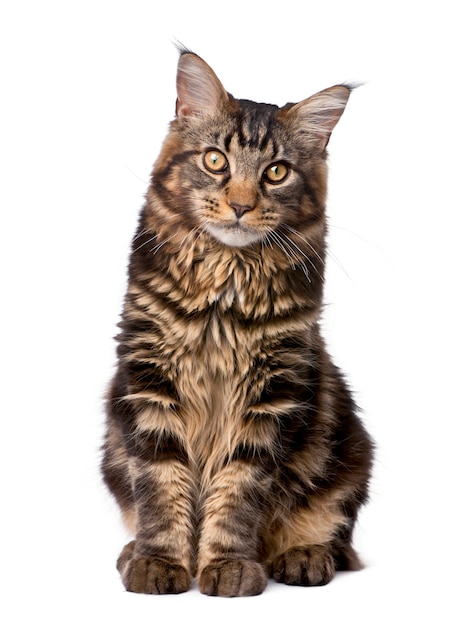 Maine Coon, sitzend, Studioaufnahme