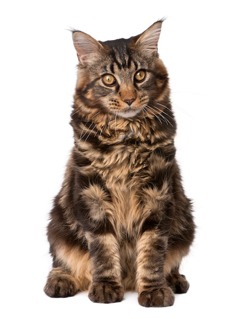 Maine Coon, sitzend, Studioaufnahme