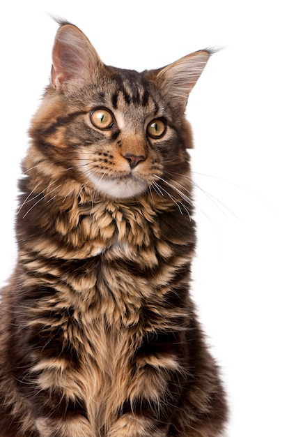 Maine Coon, sitzend, Studioaufnahme