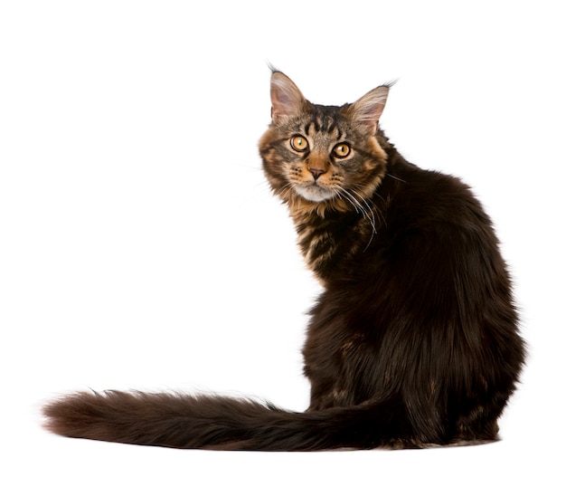 Maine Coon, sitzend, Studioaufnahme