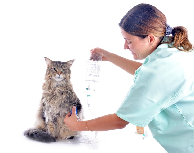 Maine Coon y el veterinario